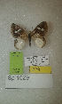  (Erateina sp. 1029TP - CEP-DNA-3570)  @11 [ ] by-nc (2021) Tomasz Pyrcz Unspecified