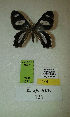  (Erateina sp. nov. 121TP - CEP-DNA-3575)  @11 [ ] by-nc (2021) Tomasz Pyrcz Unspecified