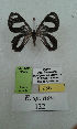  (Erateina sp. nov. 122TP - CEP-DNA-3577)  @11 [ ] by-nc (2021) Tomasz Pyrcz Unspecified
