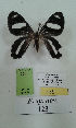  (Erateina sp. nov. 123TP - CEP-DNA-3580)  @11 [ ] by-nc (2021) Tomasz Pyrcz Unspecified