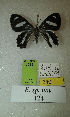 (Erateina sp. nov. 124TP - CEP-DNA-3581)  @11 [ ] by-nc (2021) Tomasz Pyrcz Unspecified