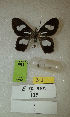  (Erateina sp. nov. 125TP - CEP-DNA-3582)  @11 [ ] by-nc (2021) Tomasz Pyrcz Unspecified