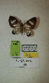 (Erateina sp. nov. 115TP - CEP-DNA-3587)  @11 [ ] by-nc (2021) Tomasz Pyrcz Unspecified