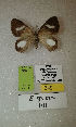  (Erateina sp. nov. 101TP - CEP-DNA-3590)  @11 [ ] by-nc (2021) Tomasz Pyrcz Unspecified