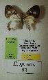  (Erateina sp. nov. 93TP - CEP-DNA-3598)  @11 [ ] by-nc (2021) Tomasz Pyrcz Unspecified