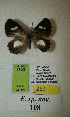  (Erateina sp. nov. 108TP - CEP-DNA-3602)  @11 [ ] by-nc (2021) Tomasz Pyrcz Unspecified