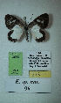  (Erateina sp. nov. 98TP - CEP-DNA-3614)  @11 [ ] by-nc (2021) Tomasz Pyrcz Unspecified