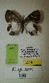  (Erateina sp. nov. 100TP - CEP-DNA-3615)  @11 [ ] by-nc (2021) Tomasz Pyrcz Unspecified