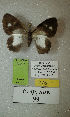  (Erateina sp. nov. 99TP - CEP-DNA-3617)  @11 [ ] by-nc (2021) Tomasz Pyrcz Unspecified