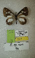  (Erateina sp. nov. 96TP - CEP-DNA-3618)  @11 [ ] by-nc (2021) Tomasz Pyrcz Unspecified