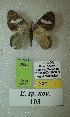  (Erateina sp. nov. 103TP - CEP-DNA-3626)  @11 [ ] by-nc (2021) Tomasz Pyrcz Unspecified