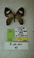  (Erateina sp. nov. 95TP - CEP-DNA-3631)  @11 [ ] by-nc (2021) Tomasz Pyrcz Unspecified