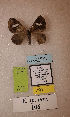  (Erateina sp. nov. 106TP - CEP-DNA-3639)  @11 [ ] by-nc (2021) Tomasz Pyrcz Unspecified