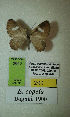  (Erateina copela - CEP-DNA-3640)  @11 [ ] by-nc (2021) Tomasz Pyrcz Unspecified
