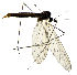  (Trichocera antennata - EVI-000058)  @11 [ ] by-nc (2020) Esko Viitanen Unspecified