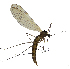  (Trichocera michali - EVI-000077)  @11 [ ] by-nc (2021) Esko Viitanen Unspecified
