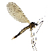  (Trichocera calva - EVI-000078)  @11 [ ] by-nc (2021) Esko Viitanen Unspecified