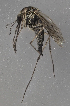  (Aedes nigrinus - FI1346-01)  @11 [ ] by-nc (2024) Erkka Laine University of Oulu