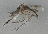  (Culiseta ochroptera - FI1386-16)  @11 [ ] by-nc (2024) Erkka Laine University of Oulu
