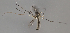  (Aedes geminus - FI1668-161)  @11 [ ] by-nc (2024) Erkka Laine University of Oulu