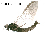  ( - FIEPHE-2018F014)  @11 [ ] CreativeCommons - Attribution Non-Commercial (2019) Aki Rinne Unspecified