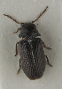  (Xyletinus tremulicola - GAC.37071)  @11 [ ] by-nc (2025) Erkka Laine Luomus