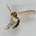  (Coelosia fusca - MZH_GAS.229)  @11 [ ] CreativeCommons - Attribution Non-Commercial (2018) Marko Mutanen University of Oulu
