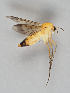  ( - MZH_GAS.272)  @11 [ ] CreativeCommons - Attribution Non-Commercial (2018) Marko Mutanen University of Oulu