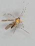  ( - MZH_GAS.280)  @11 [ ] CreativeCommons - Attribution Non-Commercial (2018) Marko Mutanen University of Oulu