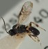  ( - MZH_GL.4098)  @11 [ ] by-nc (2023) Simo Vaananen Luomus