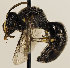  (Hylaeus incongruus - GP.69909)  @15 [ ] CreativeCommons - Attribution Non-Commercial (2016) Marko Mutanen University of Oulu