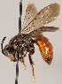  (Sphecodes gibbus - GP.70256)  @14 [ ] CreativeCommons - Attribution Non-Commercial (2016) Marko Mutanen University of Oulu
