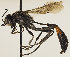  (Ammophila pubescens - GP.70640)  @14 [ ] CreativeCommons - Attribution Non-Commercial (2016) Marko Mutanen University of Oulu