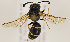 (Odynerus reniformis - GP.81639)  @14 [ ] CreativeCommons - Attribution Non-Commercial (2016) Marko Mutanen University of Oulu