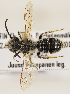  ( - GP.98468)  @11 [ ] CreativeCommons - Attribution Non-Commercial (2017) Marko Mutanen University of Oulu