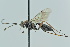  (Xylophrurus cf. lancifer - GP.113449)  @11 [ ] by-nc (2023) Juuso Paappanen University of Oulu