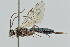  (Delomerista japonica - GP.113451)  @11 [ ] by-nc (2023) Juuso Paappanen University of Oulu