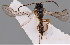 (Dinotrema fischerianum - MZH_GQ.100)  @11 [ ] by-nc (2021) Simo Vaananen Luomus