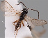  (Dinotrema spitzzickense - MZH_GQ.102)  @11 [ ] by-nc (2021) Simo Vaananen Luomus