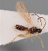  (Dinotrema stigmaticum - MZH_GQ.104)  @11 [ ] by-nc (2021) Simo Vaananen Luomus