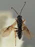  ( - MZH_GQ.1058)  @11 [ ] by-nc (2023) Simo Vaananen Luomus