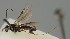  (Agathis gracilipes - MZH_GQ.1061)  @11 [ ] by-nc (2023) Simo Vaananen Luomus