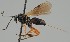  (Agathis griseifrons - MZH_GQ.1063)  @11 [ ] by-nc (2023) Simo Vaananen Luomus