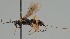  ( - MZH_GQ.1065)  @11 [ ] by-nc (2023) Simo Vaananen Luomus