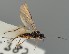  (Anisocyrta alpinicola - MZH_GQ.1096)  @11 [ ] by-nc (2023) Simo Vaananen Luomus