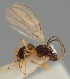  (Aspilota delicata - MZH_GQ.1103)  @11 [ ] by-nc (2023) Simo Vaananen Luomus
