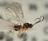  (Aspilota flagellaris - MZH_GQ.1107)  @11 [ ] by-nc (2023) Simo Vaananen Luomus