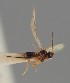  (Aspilota laevinota - MZH_GQ.1114)  @11 [ ] by-nc (2023) Simo Vaananen Luomus