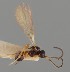  (Aspilota nidicola - MZH_GQ.1115)  @11 [ ] by-nc (2023) Simo Vaananen Luomus