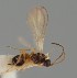  (Dinotrema castaneithorax - MZH_GQ.1122)  @11 [ ] by-nc (2023) Simo Vaananen Luomus